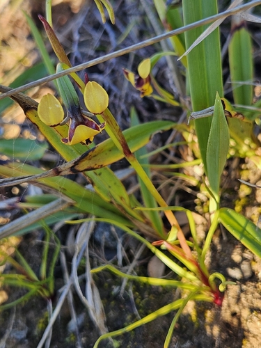 Swamp Diuris
