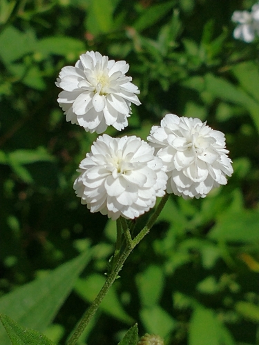Achillea ptarmica