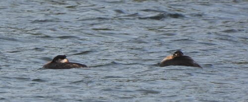 Red-necked Grebe