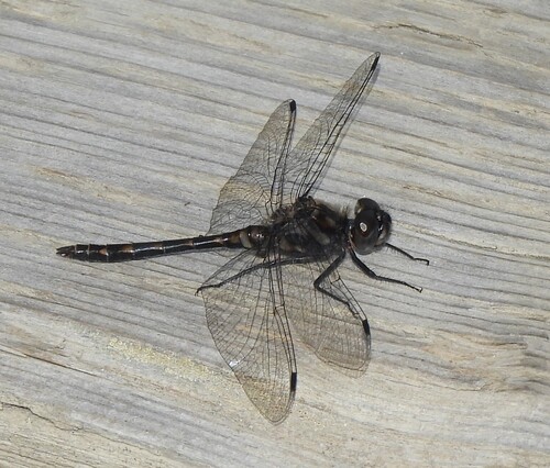 Black Meadowhawk