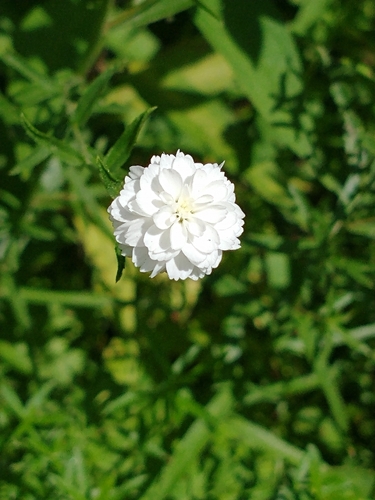 Achillea ptarmica