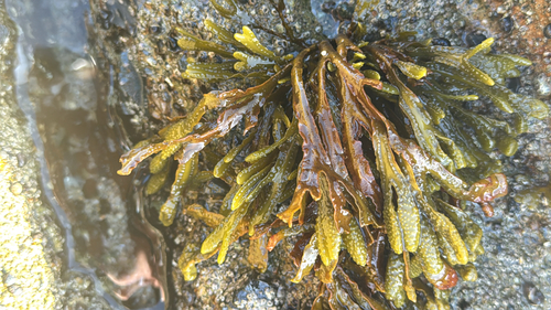Hesperophycus harveyanus observed 2026-08-31