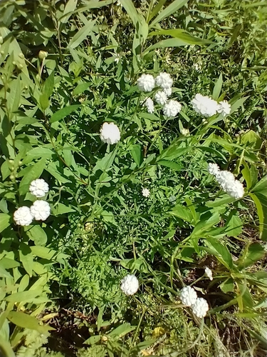 Achillea ptarmica