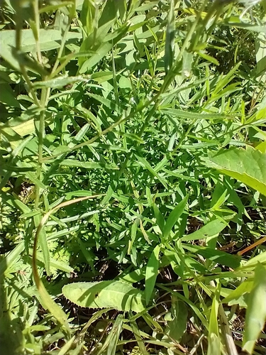 Achillea ptarmica