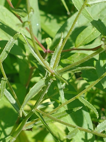 Achillea ptarmica
