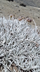Culcitium nivale