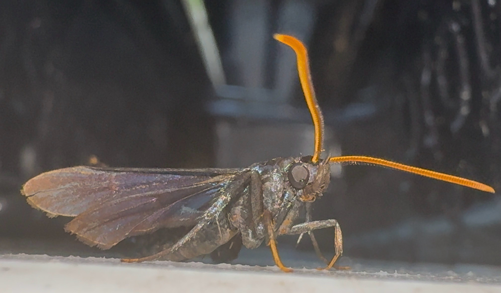 Clematis Borer