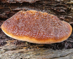 Postia pelliculosa