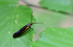 Mathildana newmanella