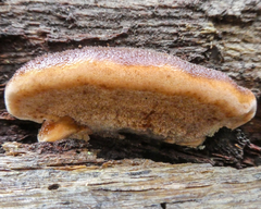 Postia pelliculosa
