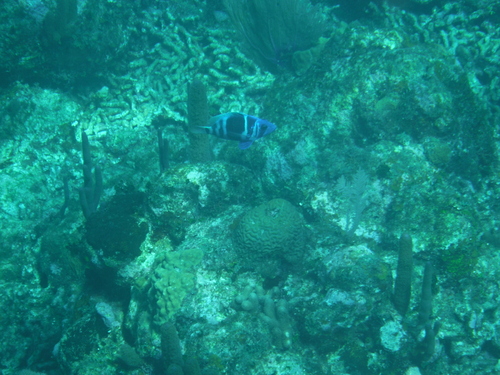 Hypoplectrus indigo