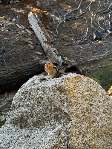 Common Golden-mantled Ground Squirrel observed by stricky10