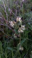 Phacelia imbricata imbricata