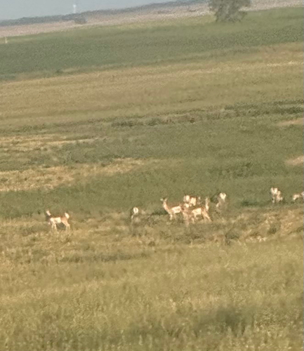 Pronghorn