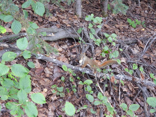 American Red Squirrel