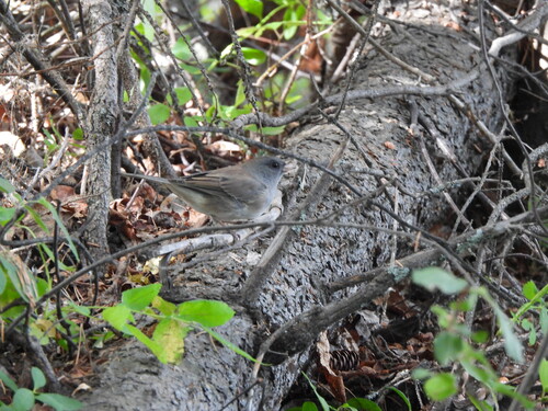 Dark-eyed Junco