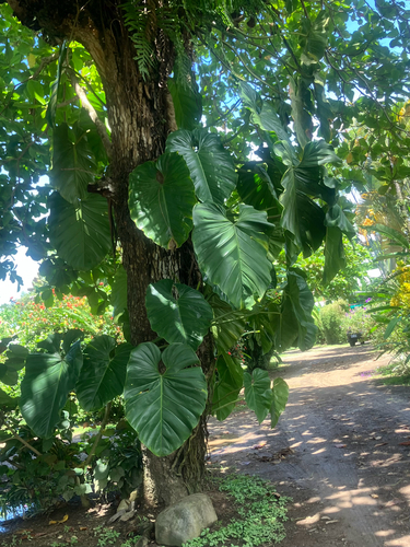 Philodendron pterotum, photograph 1