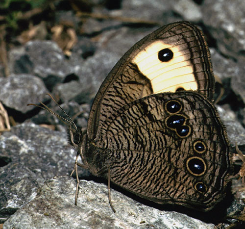 Common Wood-Nymph, photo 8 of 10