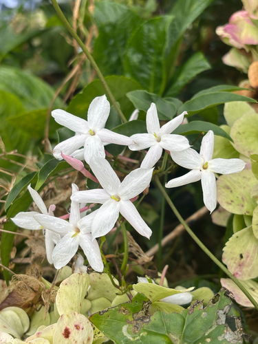 Jasminum polyanthum observed 2026-08-27