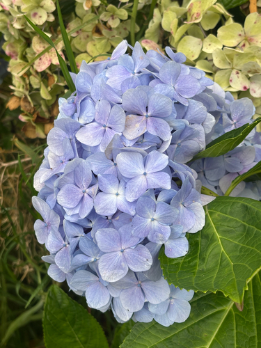 Hydrangea macrophylla observed 2026-08-27