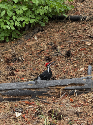 iNaturalist observation photo of Pileated Woodpecker