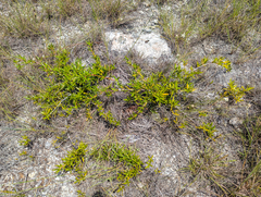 (c) Tom Field, some rights reserved (CC BY) Ernodea littoralis, photograph (c) Tom Field, some rights reserved (CC BY)