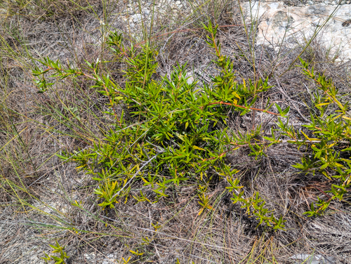 Ernodea littoralis, photograph 1