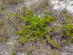 (c) Tom Field, some rights reserved (CC BY) Ernodea littoralis, photograph (c) Tom Field, some rights reserved (CC BY)
