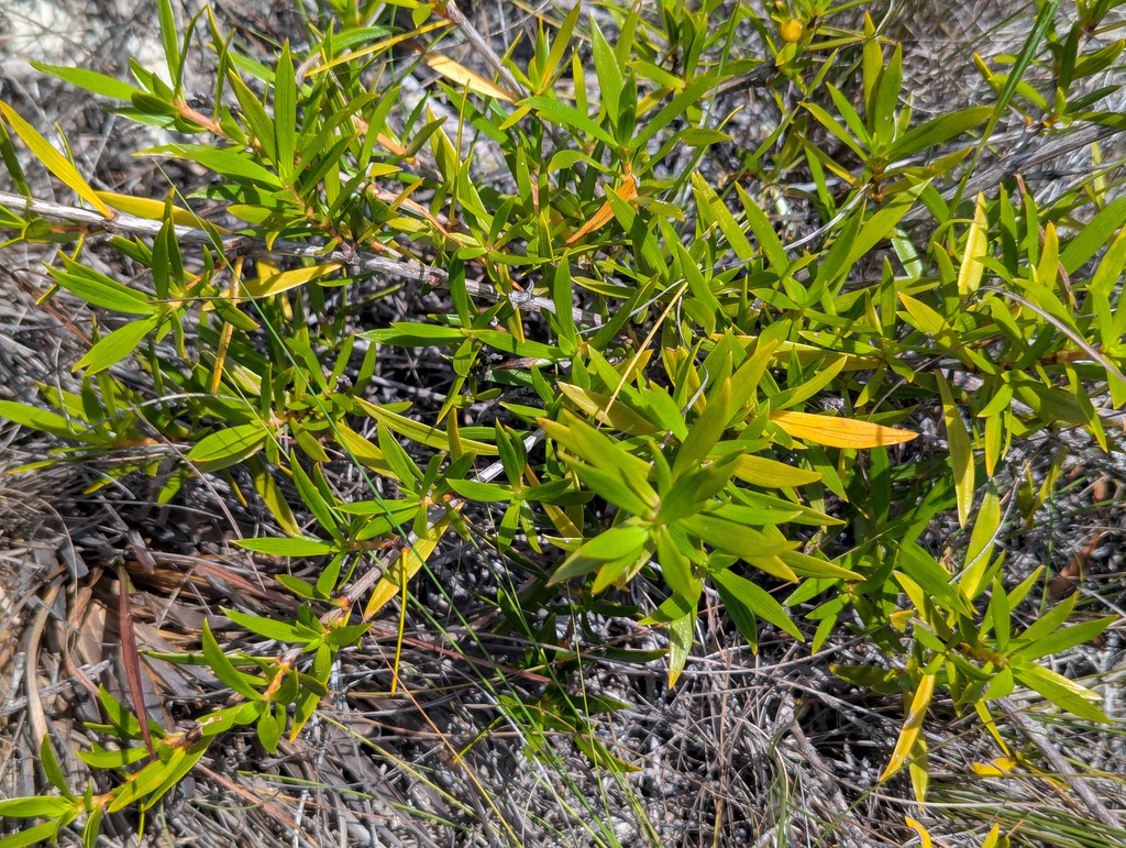 Ernodea littoralis; photograph (c) Tom Field, some rights reserved (CC BY)