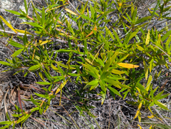 Ernodea littoralis