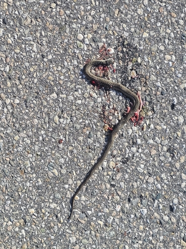 Western Terrestrial Garter Snake observed by jdulisse