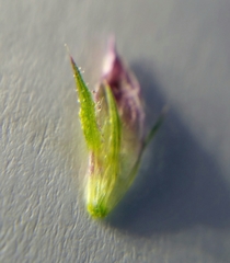 Trifolium ciliolatum