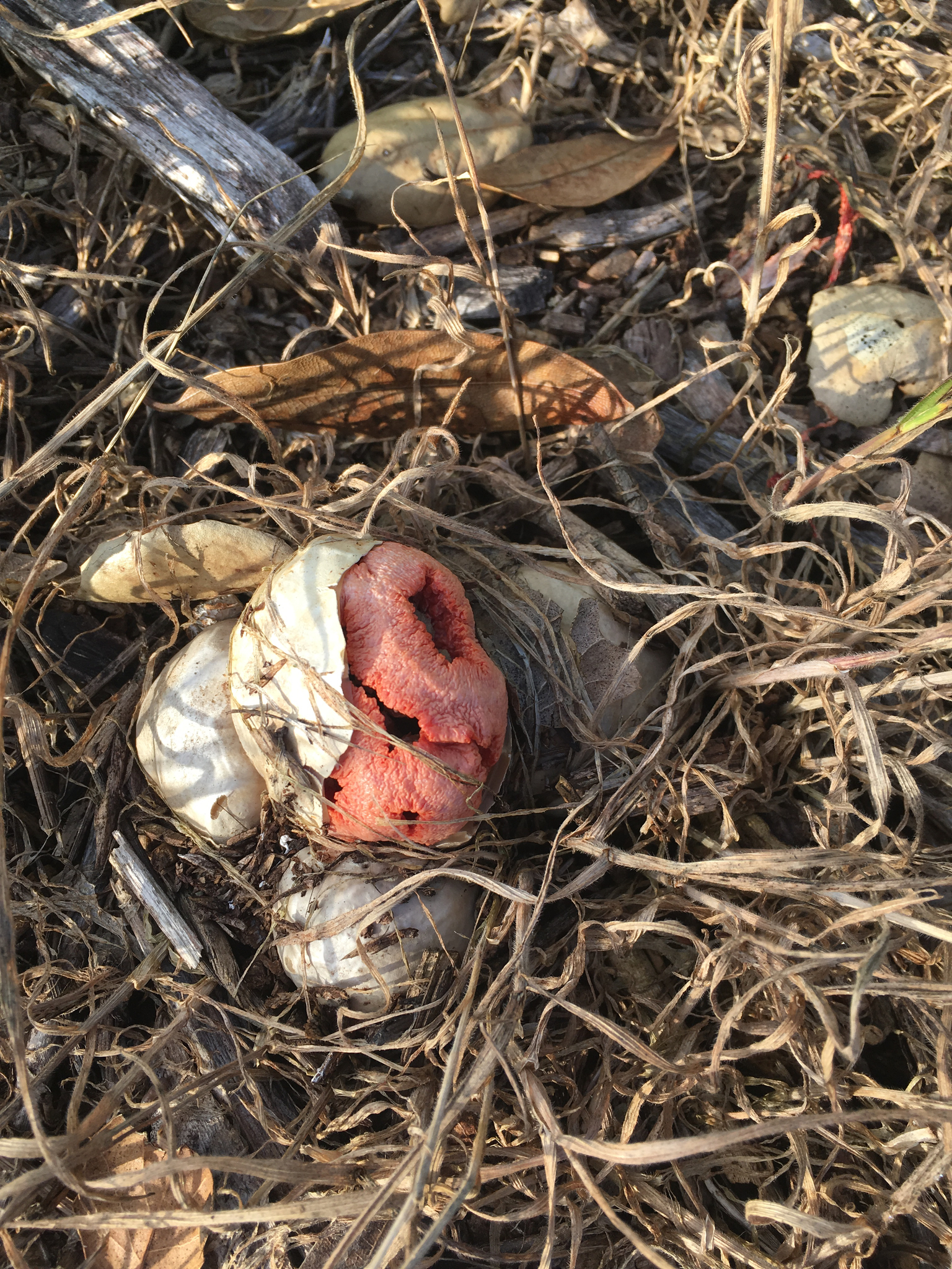 Clathrus ruber image