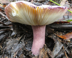 Russula purpureoflava