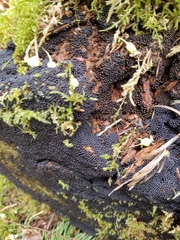 Cribraria argillacea