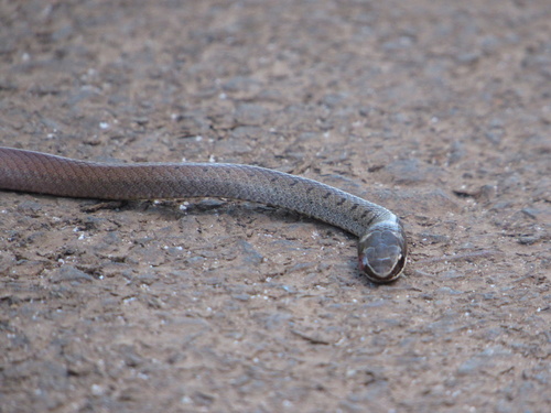 Spotted Ground-snake