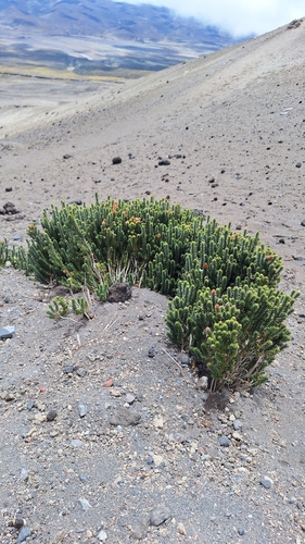 Chuquiraga jussieui, photograph 5