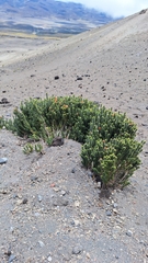 Chuquiraga jussieui, photograph (c) Denis Zabin, some rights reserved (CC BY)