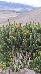 Chuquiraga jussieui, photograph (c) Denis Zabin, some rights reserved (CC BY)