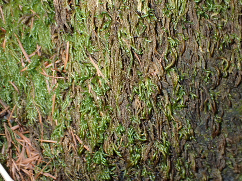 Scleropodium obtusifolium, 2026-08-31