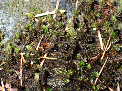 Scouleria aquatica observed 2026-08-31