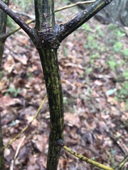 Acer pensylvanicum