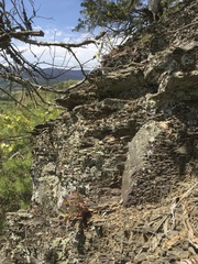 Hylotelephium telephioides