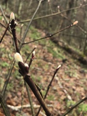 Acer pensylvanicum