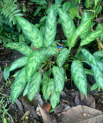 Aglaonema commutatum