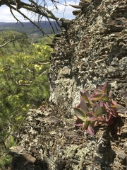 Hylotelephium telephioides