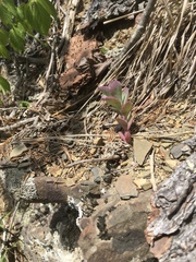 Hylotelephium telephioides