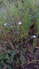 Cryptantha flaccida