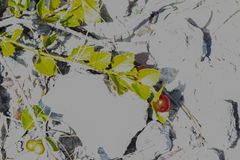 Crossopetalum ilicifolium