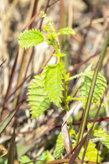 Tragia saxicola, photograph (c) Tom Field, some rights reserved (CC BY)